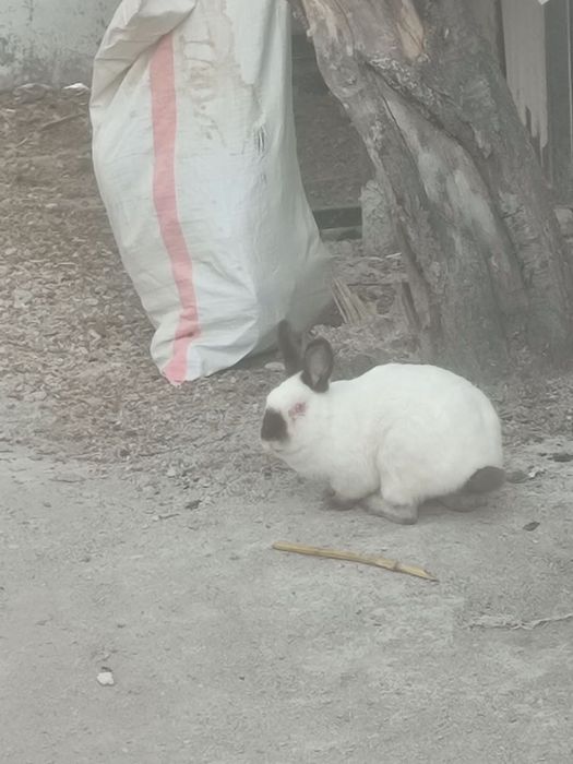 Продам кролик домашнюю