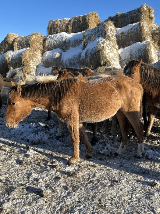 Жылқы сатамын срочно