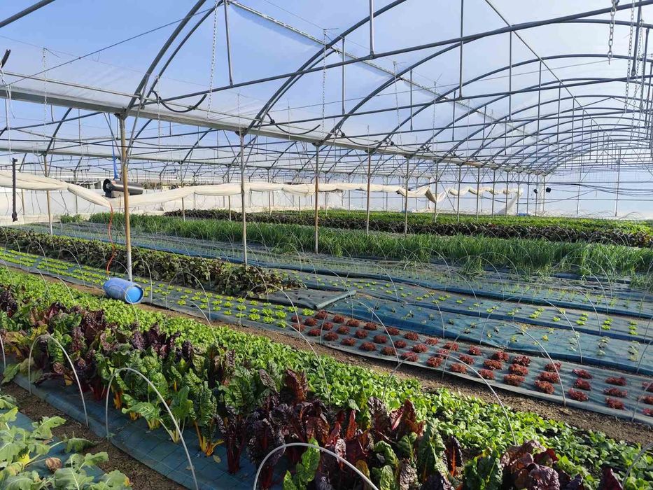 Поцинкована конструкция- оранжерия