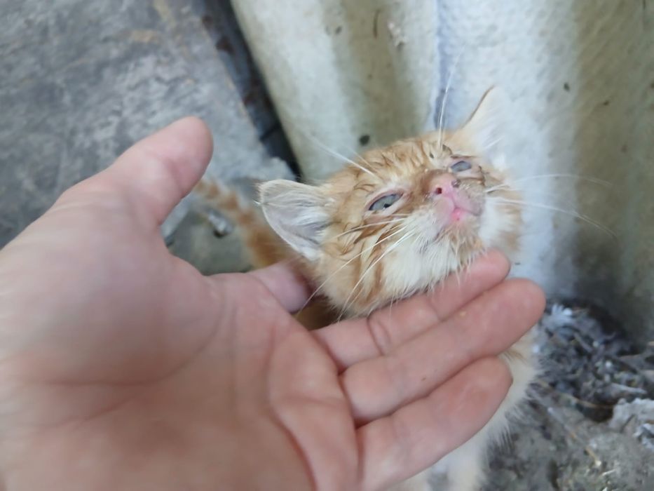 Котята бесплатно