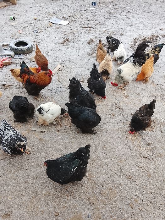 Тауык  куры сатылады