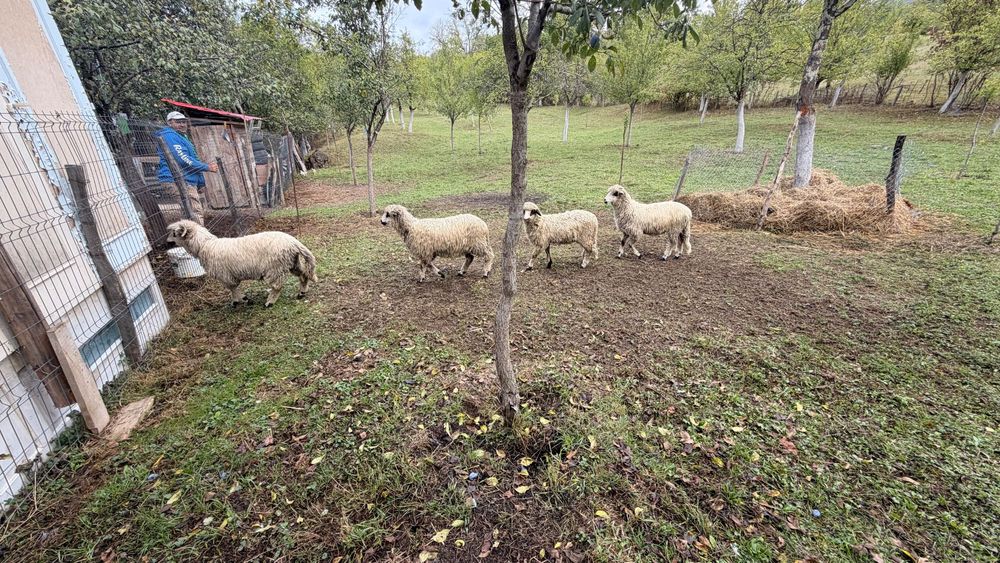 Miei de primăvară