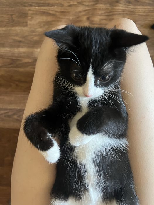 Отдаю котят  в добрые руки