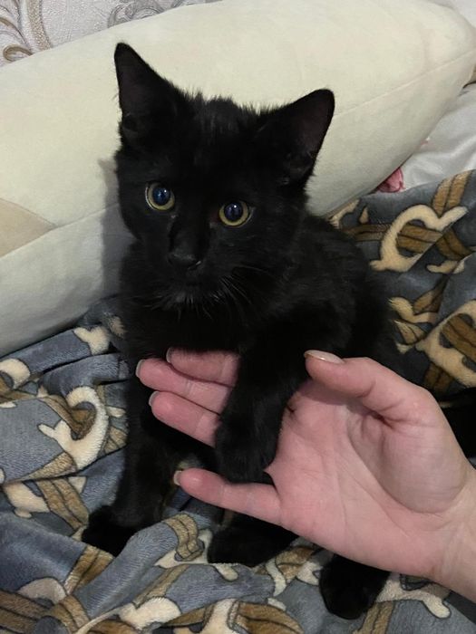 Отдам котят в добрые руки