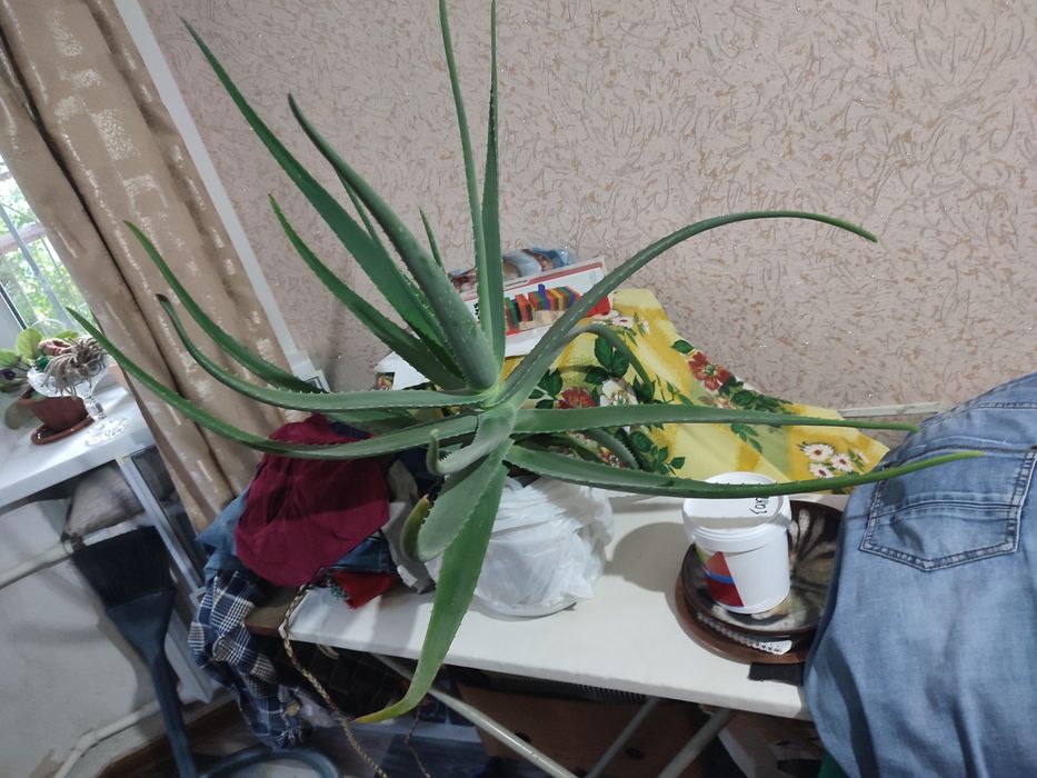 Продам Цветок Алоэ