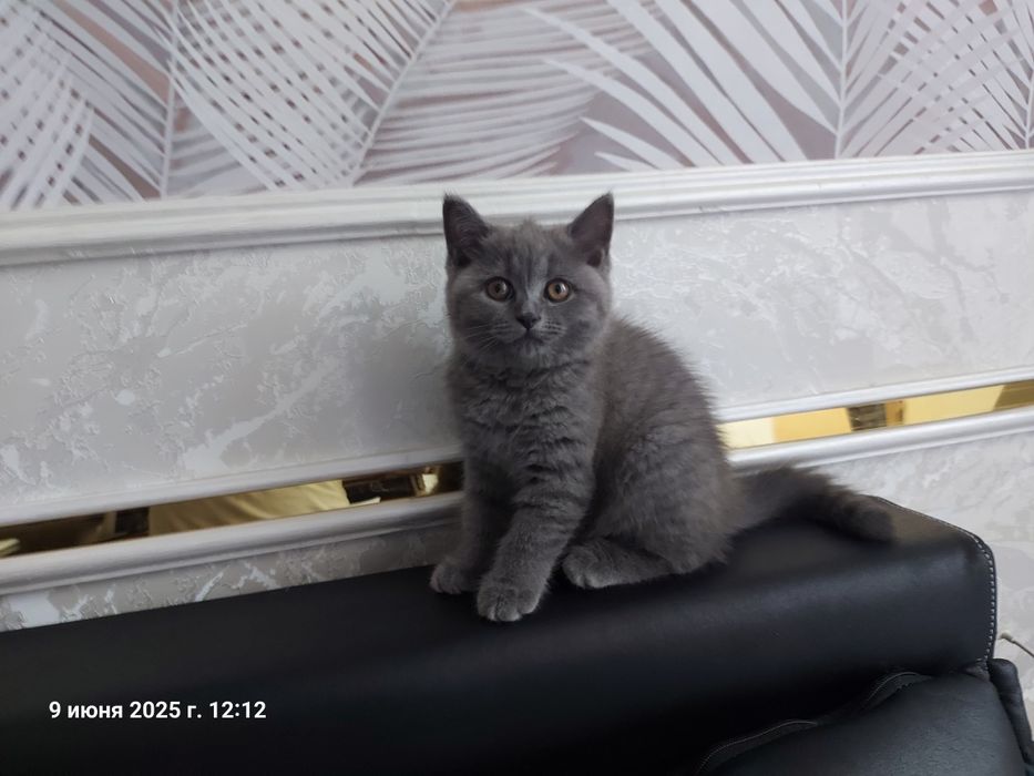 Котёнок  Мушик продаётся