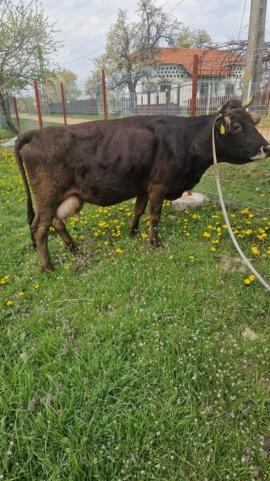 Vaca de vînzare mai multe detali la tel