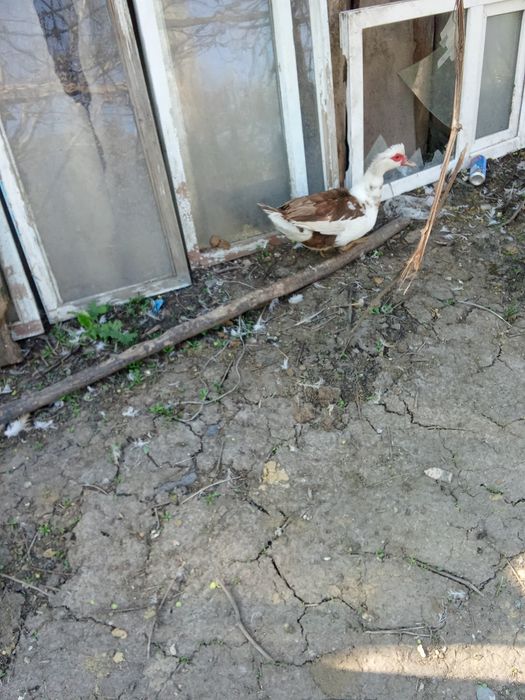 Продам индоуток и селезней