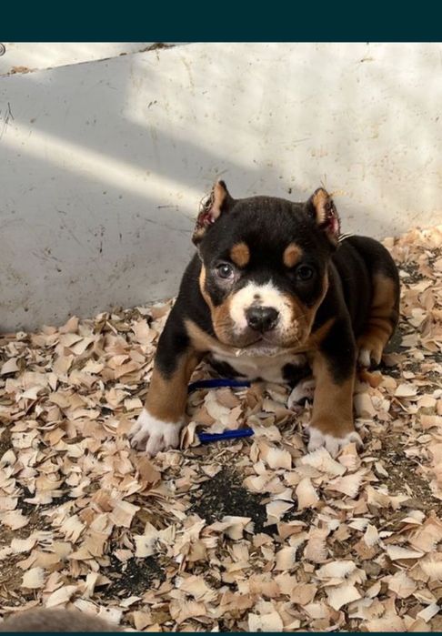 Щенки американский булли