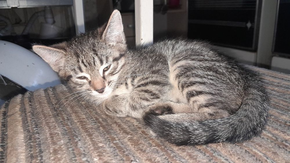 Отдам котенка-мальчик