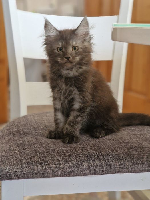 Котенца Мейн Куун