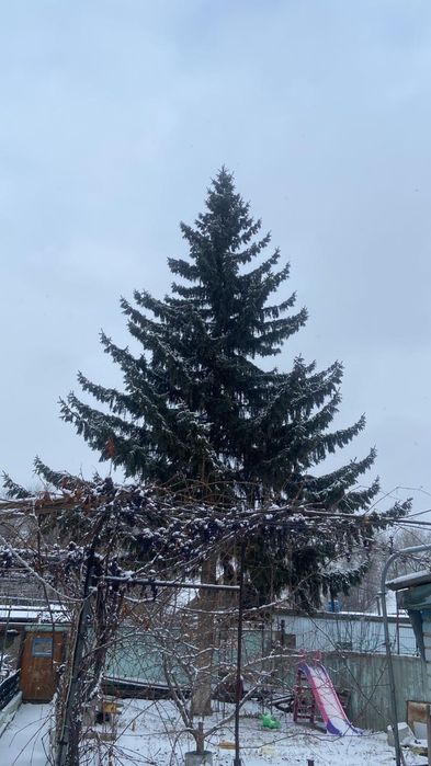 Продам ель ей 67 лет.