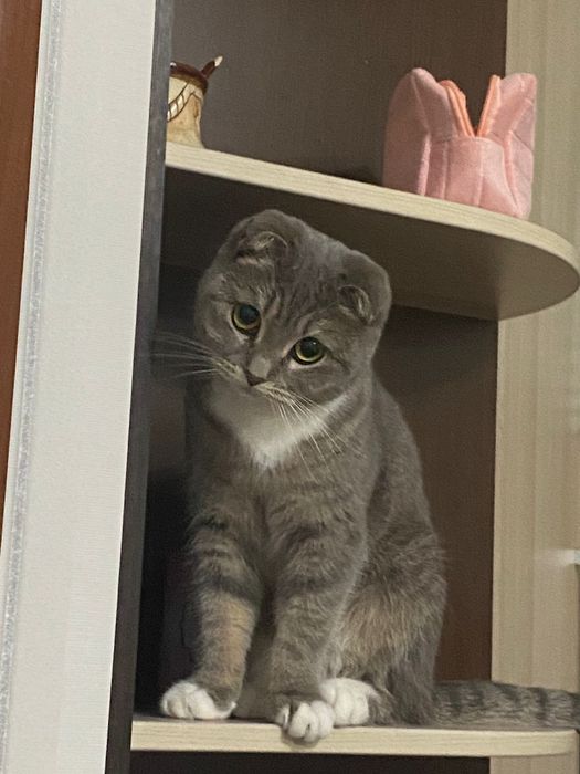 красотка ищет жениха