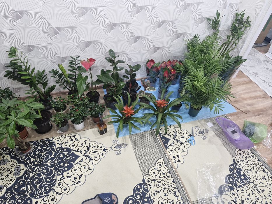 Домашние цветы из разных сортов