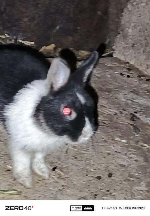 Карликиви қуёнлар