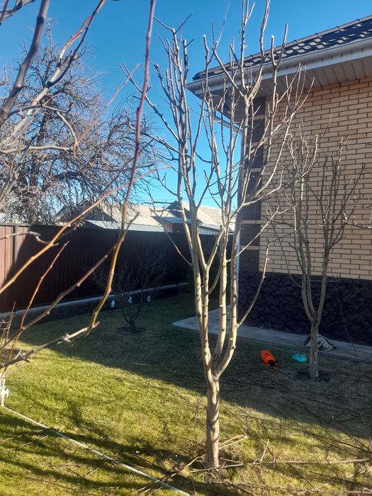 Обрезка плодовых деревьев