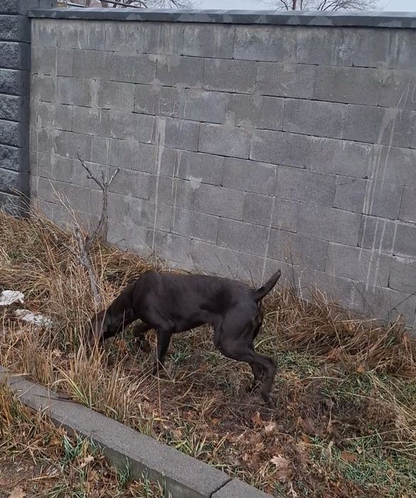 Продам Курцхаара суку