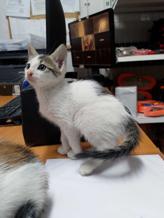 Подарявам котета