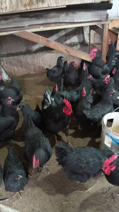 Куры австерлоп  1 год