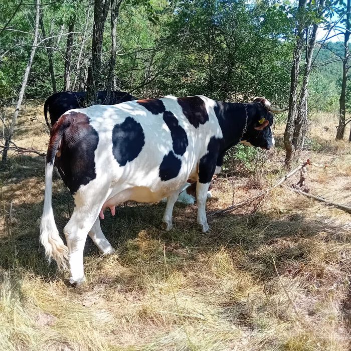 Vand vaca la a doua fatare intro sapatamana fata