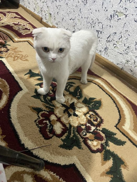 mushuk sotiladii