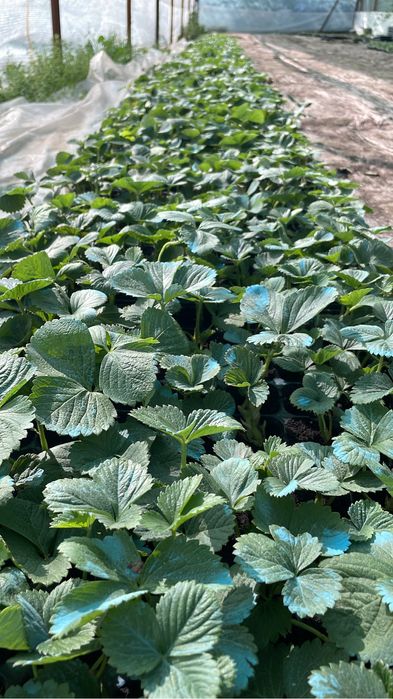 Клубника Мурано