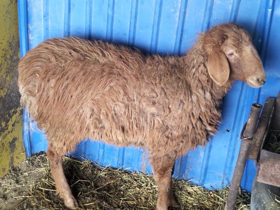 Продам тохтушку маточка