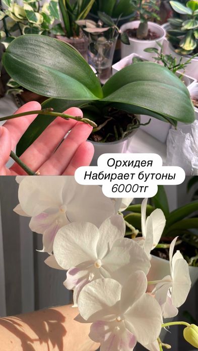 Комнатные цветы пррдам