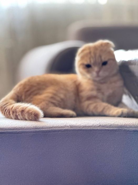 Продаётся! Шиншилла