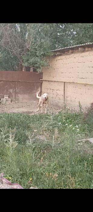 Помес күшік 10 айдан асты