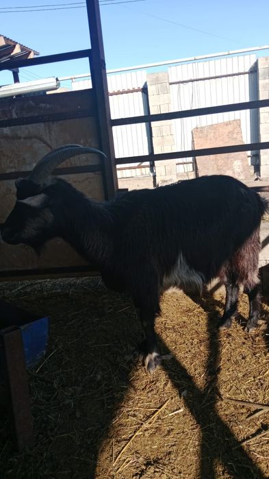 Ешкілер сатылады