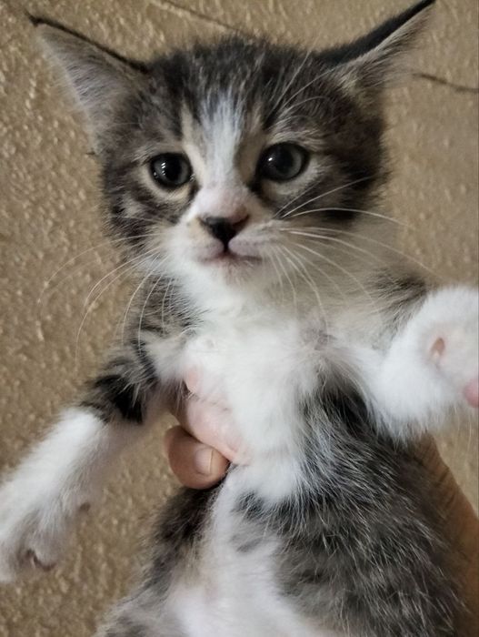 Котята,котята,котята