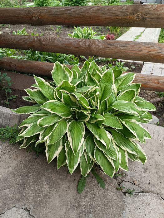 Хоста большой куст