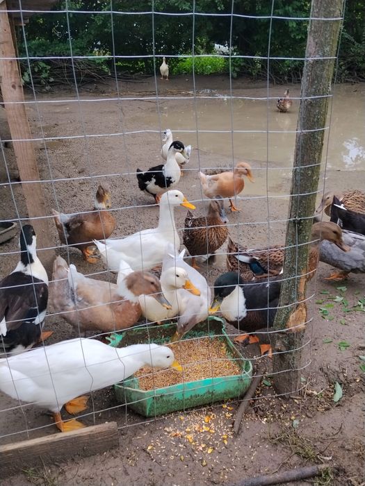 Vând rațe românești de anul ăsta