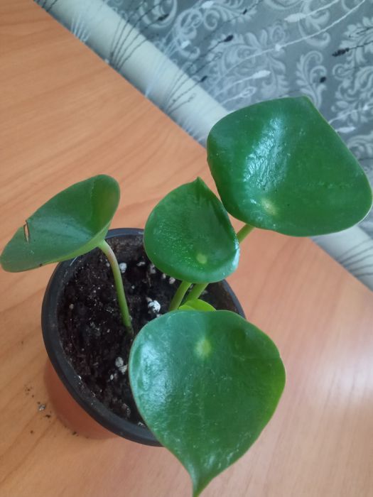 Антуриум сигониум