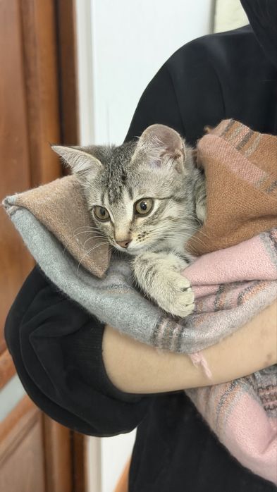 Маленькая кошечка ищет дом