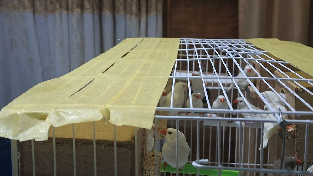 Амадинка кушлар 8 та