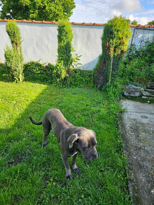 Продавам женско КАНЕ КОРСО на 4 години