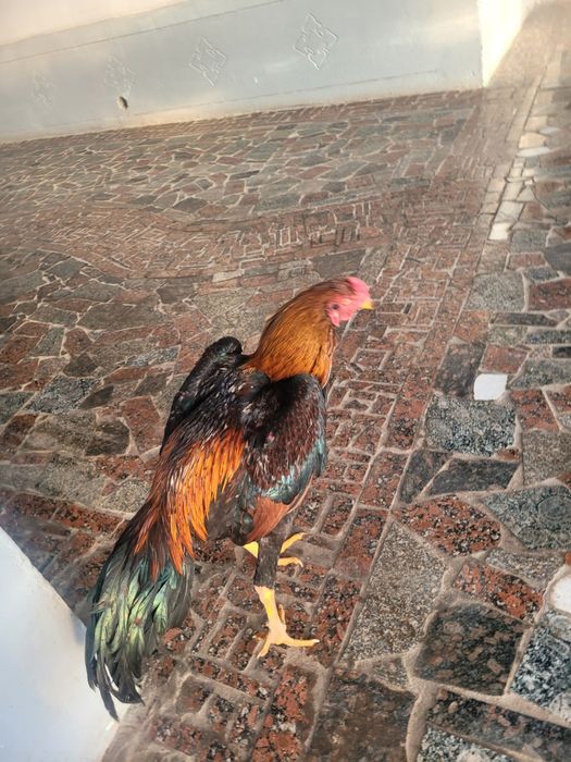 Dakan xoroz sotiladi