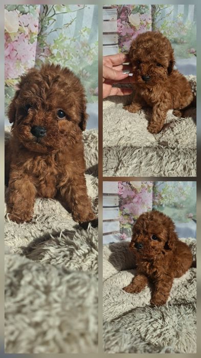 Мини  Пудел   Момченца  и  Момиче