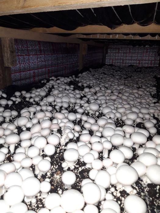 Шампиньон бизнесини ургатамз