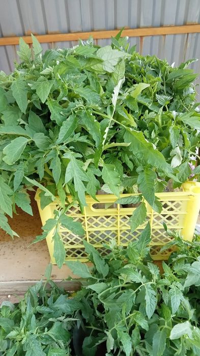 Продам рассаду овощей