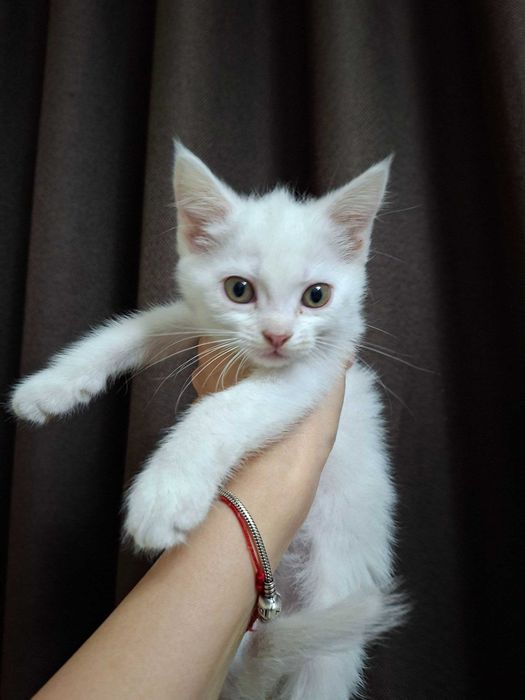 Очаровательные котята