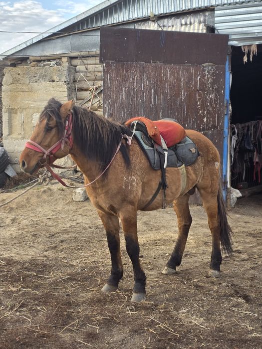 Мұғалжар тұқымы айғыр сатылады