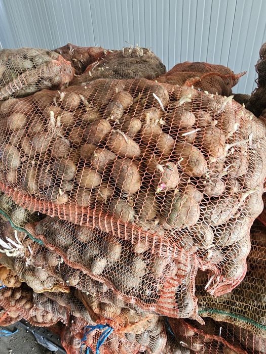 Cartofi animale sa samanta