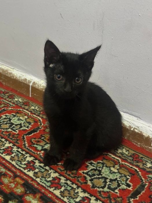 Отдам в добрые руки