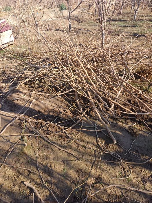 Yapon tut shappalari sotiladi