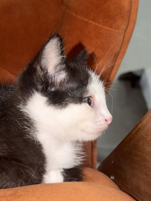 Отдам кот котёнка в добрые руки
