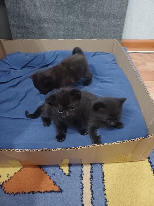 Продам котят скотишфолд