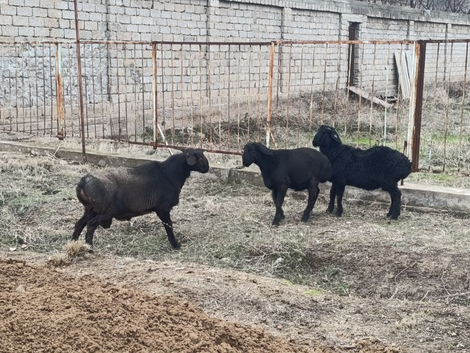 qochqor bor кучкор